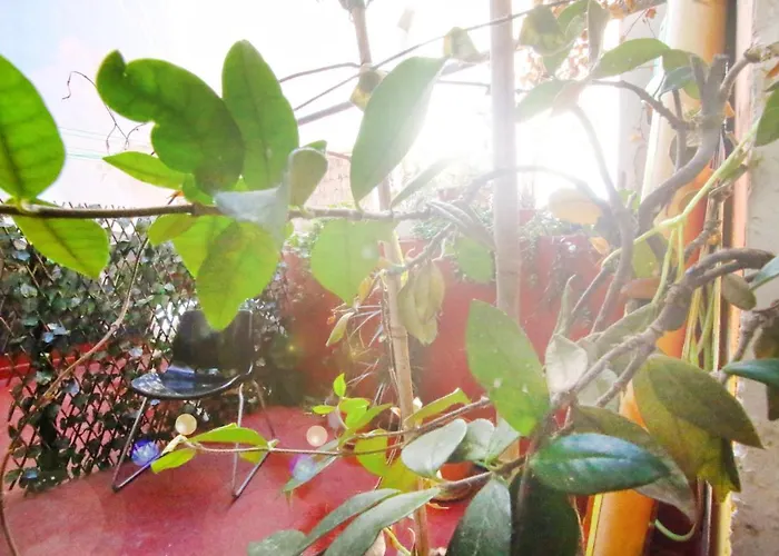 Mahalo Healthy House