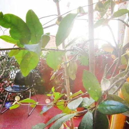 Mahalo Healthy House